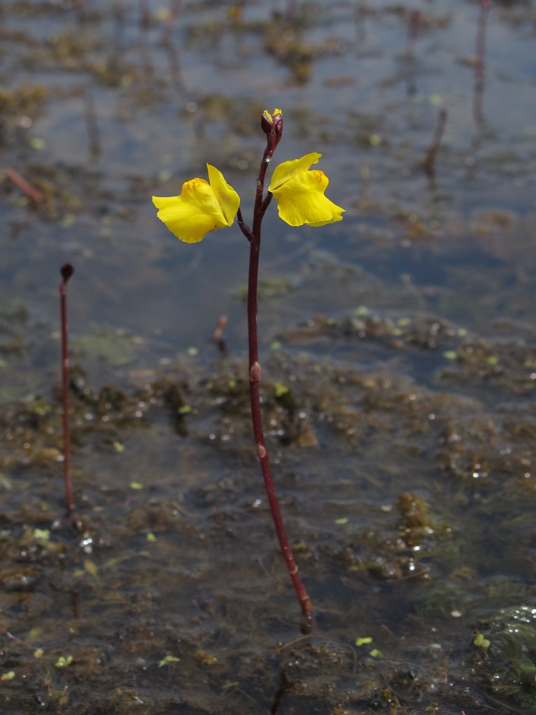 Utricularia vulgaris